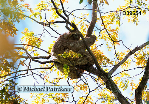 Brown-throated Sloth (Bradypus variegatus)
